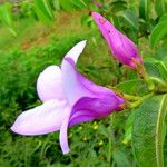 Cryptostegia madagascariensis Flor