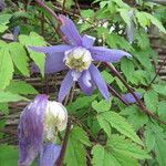 Clematis alpina 花