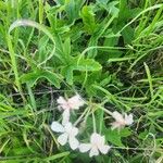 Pelargonium quinquelobatum Fuelha