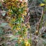 Solidago virgaurea花