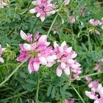 Coronilla varia Flor