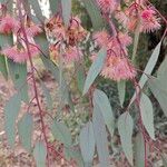 Eucalyptus sideroxylon Flor