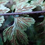 Asplenium aethiopicum Листок