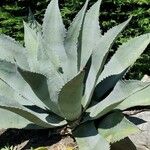 Agave shaferi Листок