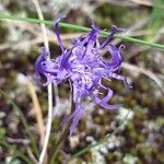 Phyteuma hemisphaericum Fiore