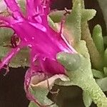 Delosperma cooperi Flower