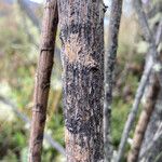 Baccharis prunifolia 樹皮