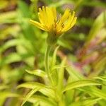 Arnica sachalinensis ᱵᱟᱦᱟ