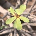 Euphorbia balsamifera Blatt