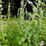 Althaea officinalis Pokrój