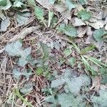 Salvia lyrata Leaf