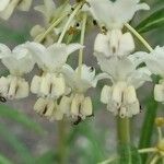 Gomphocarpus fruticosus Flower