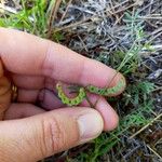 Hippocrepis ciliata Frukto