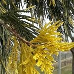 Calocedrus decurrens Leht