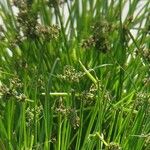 Cyperus difformis Fula