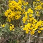 Cytisus galianoi Fula