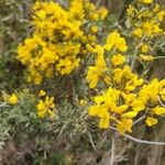 Cytisus galianoi Flower