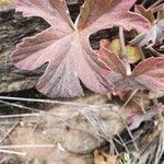 Pelargonium multibracteatum Leaf