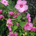 Hibiscus grandiflorus Цвят