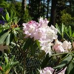 Rhododendron vernicosum Листок