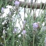 Lavandula dentataFlower