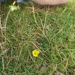 Potentilla erecta Flower