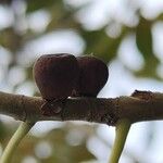 Ficus cordata Fruto