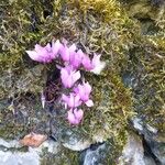 Cyclamen purpurascensŽiedas