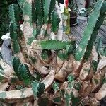 Euphorbia resinifera Mosusu