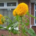 Helianthus annuusKwiat