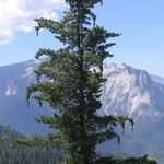 Pinus lambertiana Hábito