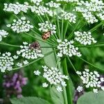 Sium latifolium 花