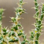 Cornulaca monacantha Flower