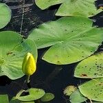 Nymphaea odorata Leaf