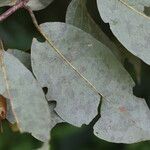 Combretum collinum Leaf