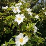 Rosa laevigata Blomst