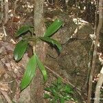 Dendrobium muricatum Écorce