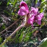 Pedicularis cenisia Flower