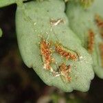 Asplenium barteri Folha