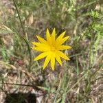 Helianthus occidentalis Květ