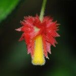 Crantzia cristata Kwiat