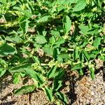 Atriplex suberecta (Habit)