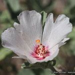 Hibiscus denudatus Kvet