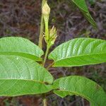 Mandevilla hirsuta Leaf