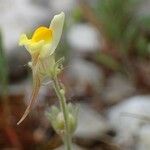 Linaria simplex Habitatea