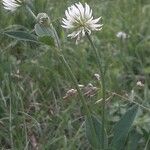 Trifolium montanum 形態