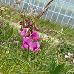 Lathyrus heterophyllus Flower