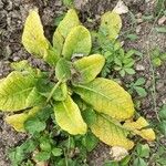 Primula verisLeaf