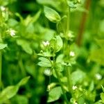 Stellaria neglecta Habitus