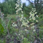 Anticlea elegans Fiore